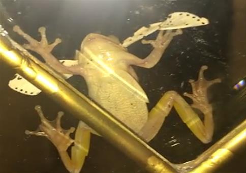 Frosch frisst Insekt