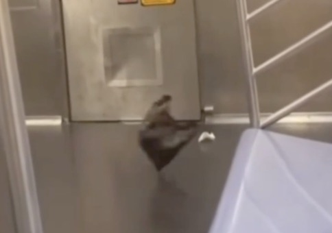 Windbeutel tanzt in der U-Bahn