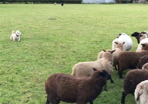 Minihund spielt Schäferhund