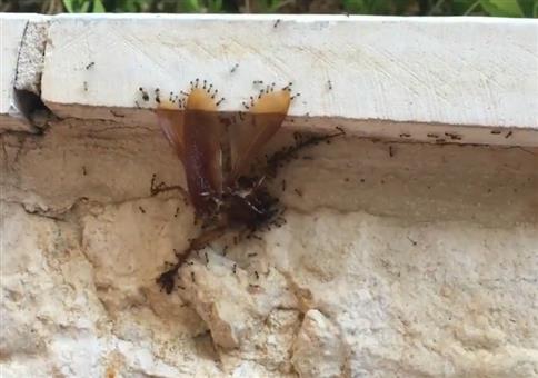 Ameisen Teamwork für ein großes Abendessen