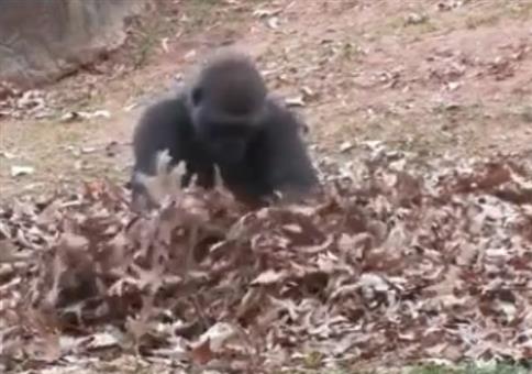 Affe im Laub - Metal Version