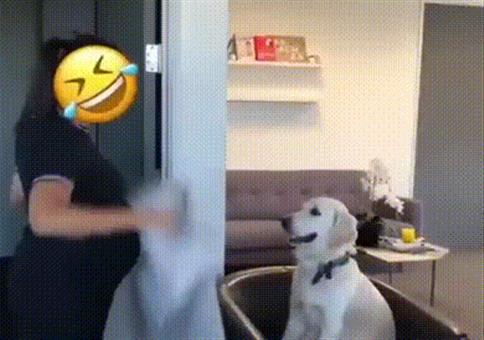 Hornoxe.com - Gifdump #312 - Animierter Picdump