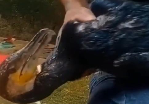 Was hat denn dieser Vogel hier verschluckt?