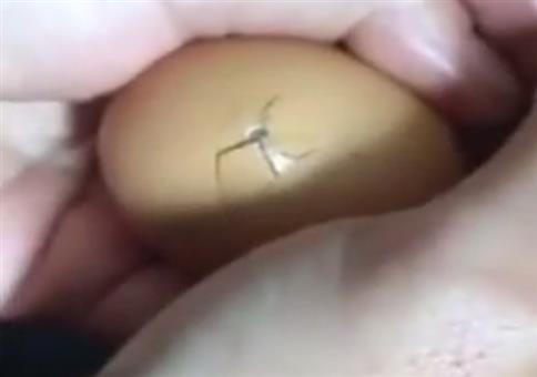 Kinder kommt schnell! Gleich schlüpft es!