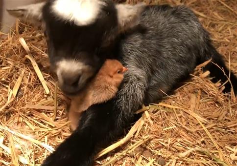 Die Babyziege und das Küken