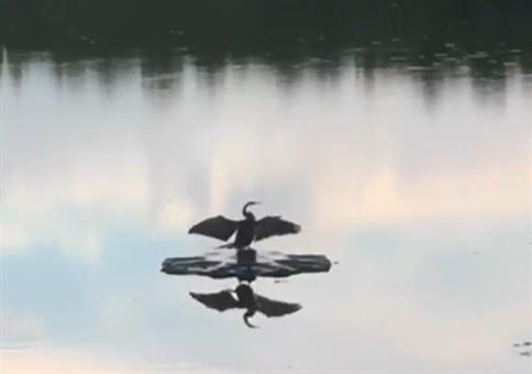 Dieser Vogel genießt die Ruhe