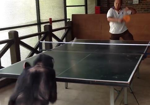 Wenn ein Affe besser Tischtennis spielt als du