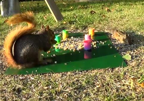 Eichhörnchen trollt Streifenhörnchen