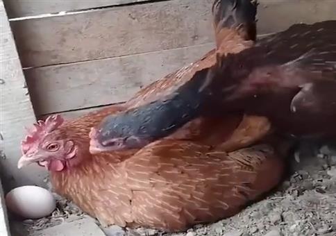 Wieso liegt das Ei da so einsam rum?