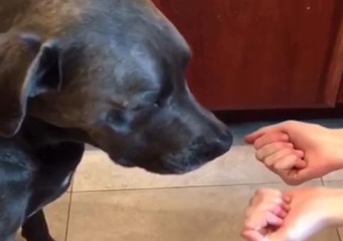 Hund wählt eine Hand