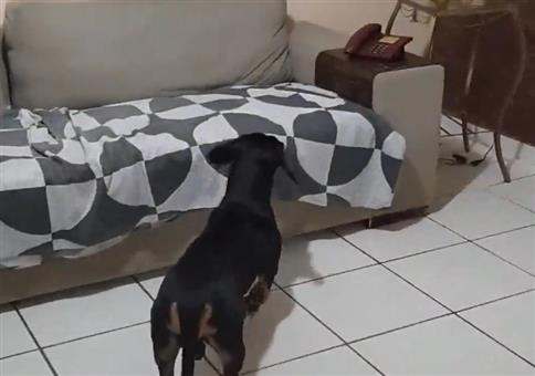 Dieser Hund wehrt Werbeanrufe zuverlässig ab