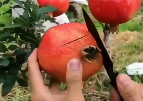 Granatapfel richtig anschneiden
