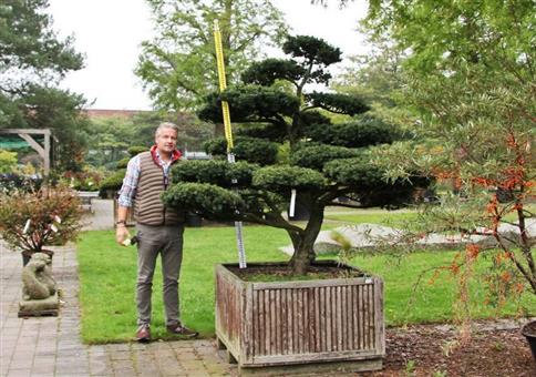 Japanischer Garten Bonsai für schlappe 7900 Euro