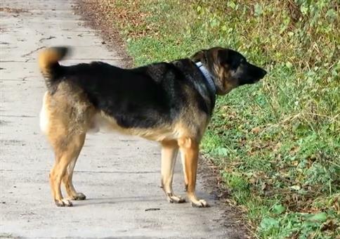 WTF zum Wochenende: Fuck Hund