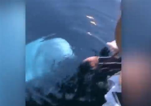 Wenn dir der Beluga-Wal dein Handy wieder bringt
