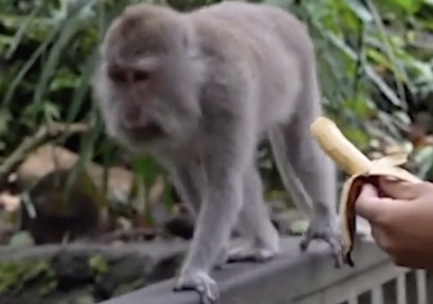 Dem Affen eine Banane anbieten