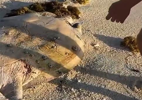 Gute Tat: Schildkröte am Strand retten