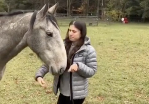 Das Pferd ist ein Gewohnheitstier