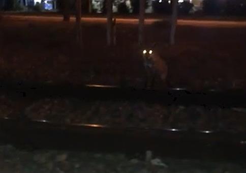 Wer den Fuchs ruft...