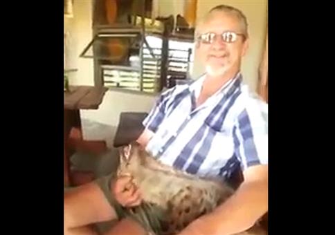 Die Hyäne streicheln