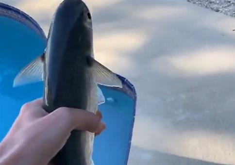 Den Fisch zuück ins Meer schmeißen