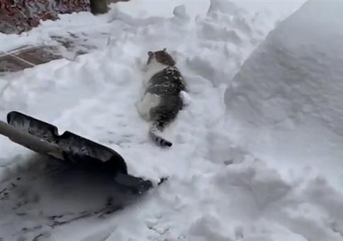 Diese Katze liebt Schnee