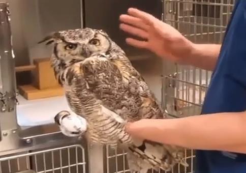 Die Eule in den Käfig setzen