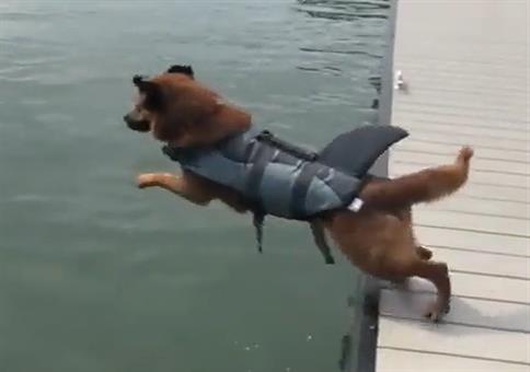 Hundehai springt ins Wasser
