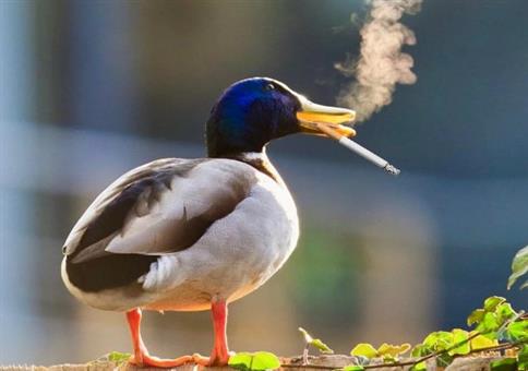 Hornoxe.com - Picdump #957