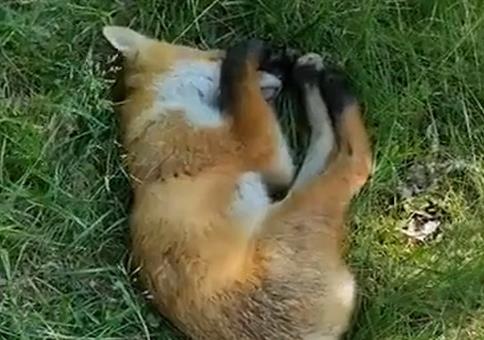 Da schläft der Fuchs mitten im Wald