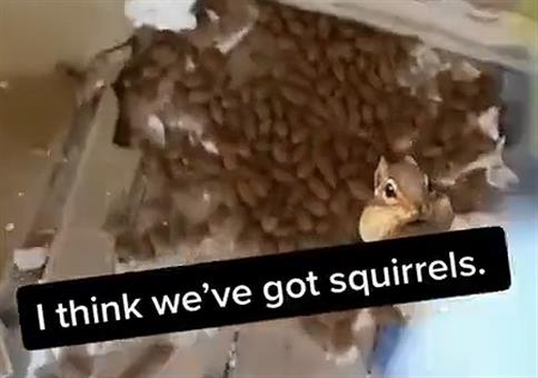 Die Sammelwut eines Eichhörnchens