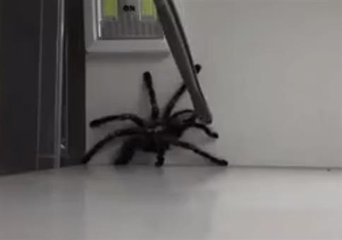 Behutsam die Spinne einfangen