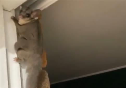 Siebenschläfer springt in die Freiheit