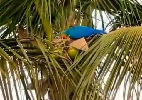 Papagei ext Kokosnuss