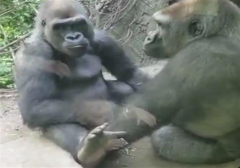 Gorilla Nippelzwicker