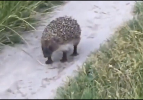 Polen - Everything you want