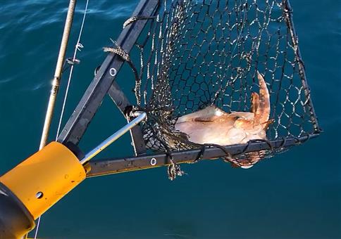 Wenn dir der Tintenfisch das Boot versaut