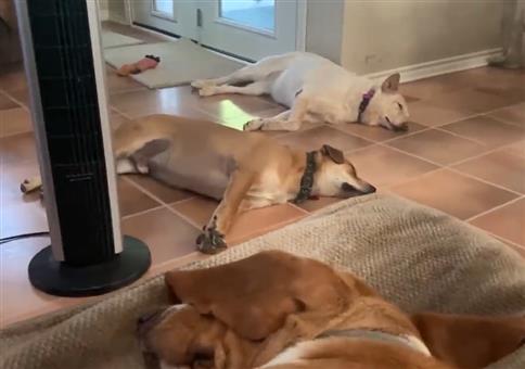 Schlafende Hunde - Wo ist das Eichhörnchen