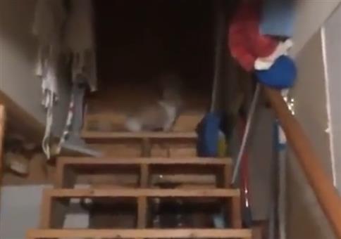 Wenn dein Hund nicht der Allerhellste ist