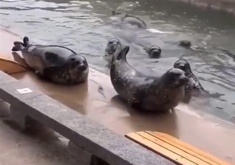 Wenn die Robben sich beschweren