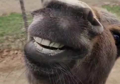 Wenn der Esel den weißen Tiger videobombt