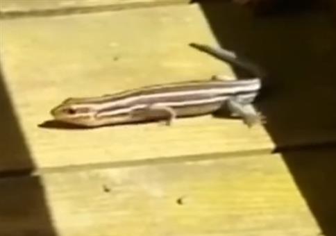 Auf den Boden und die Hände auf den Rücken!