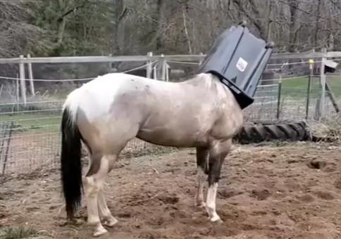 Pferd hat einen neuen Helm
