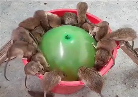 Eimer + Luftballon = Mausefalle