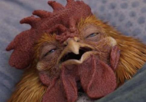 Hornoxe.com - Picdump #973