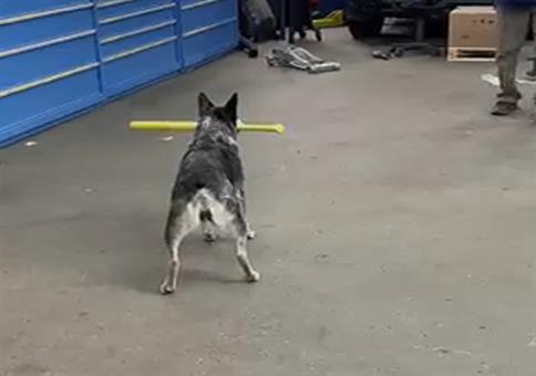 Gib dem Hund einen Schläger