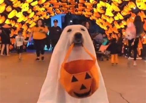 Das Halloween Hunde-Gespenst