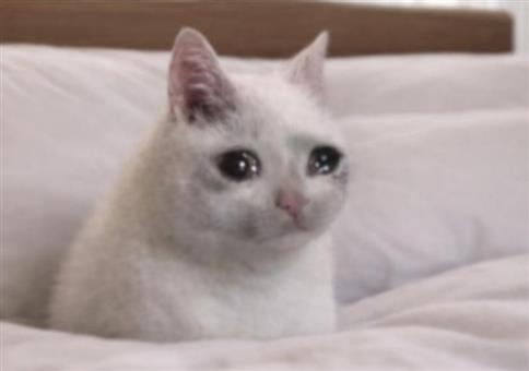 Hornoxe.com - Picdump #967