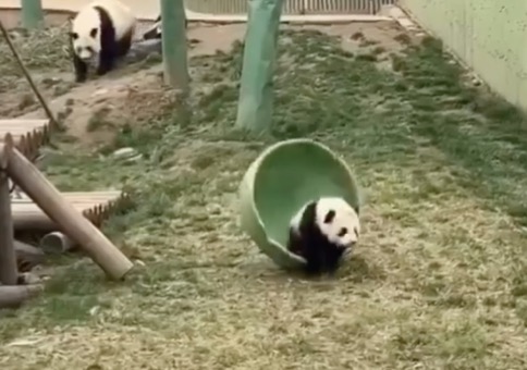 Der laufende Panda-Kegel
