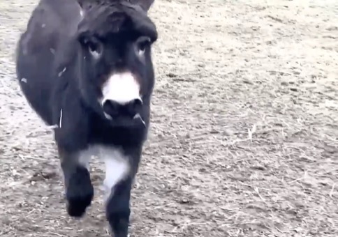 Da freut sich der Esel über den Besuch